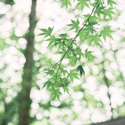 山海经异兽录游戏下载